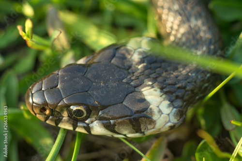 Head of a creeping snake close-up. Reptile crawling in the grass of meadows in spring