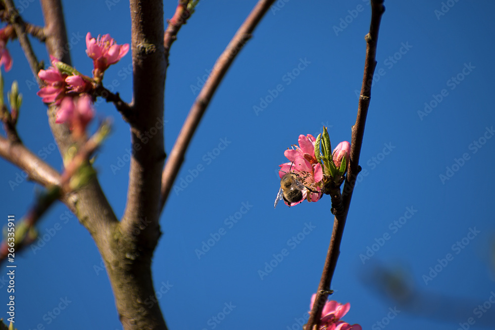 Bumblebee pollinates peach tree flowers. Peach blossoms in spring. Blue sky. Bumblebee pollinates peach tree flowers. Peach blossoms in spring. Blue sky.