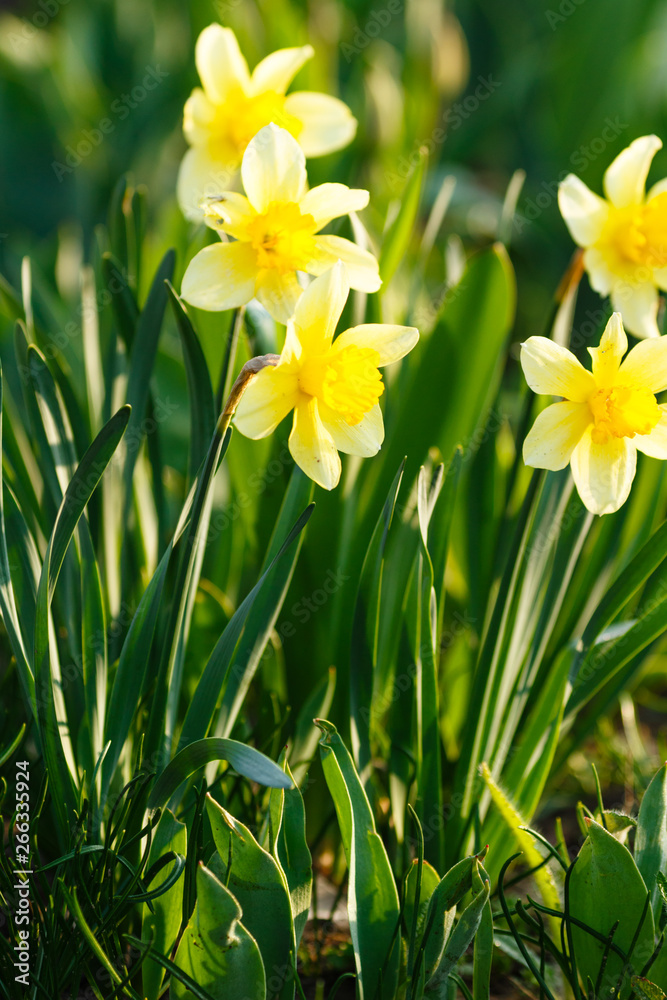 Spring flowers Narcissus growing in the garden in the sunlight Spring flowers Narcissus growing in the garden in the sunlight