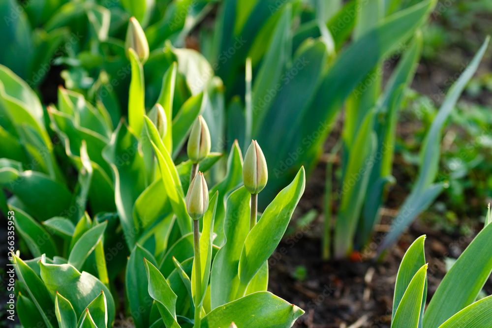 Fresh spring tulips growing in the garden Fresh spring tulips growing in the garden