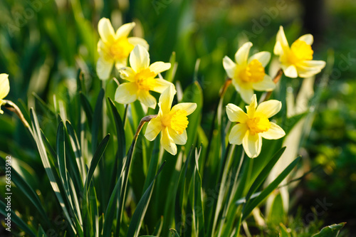 Happy Easter. Spring flowers with wonderful daffodils growing in the garden.