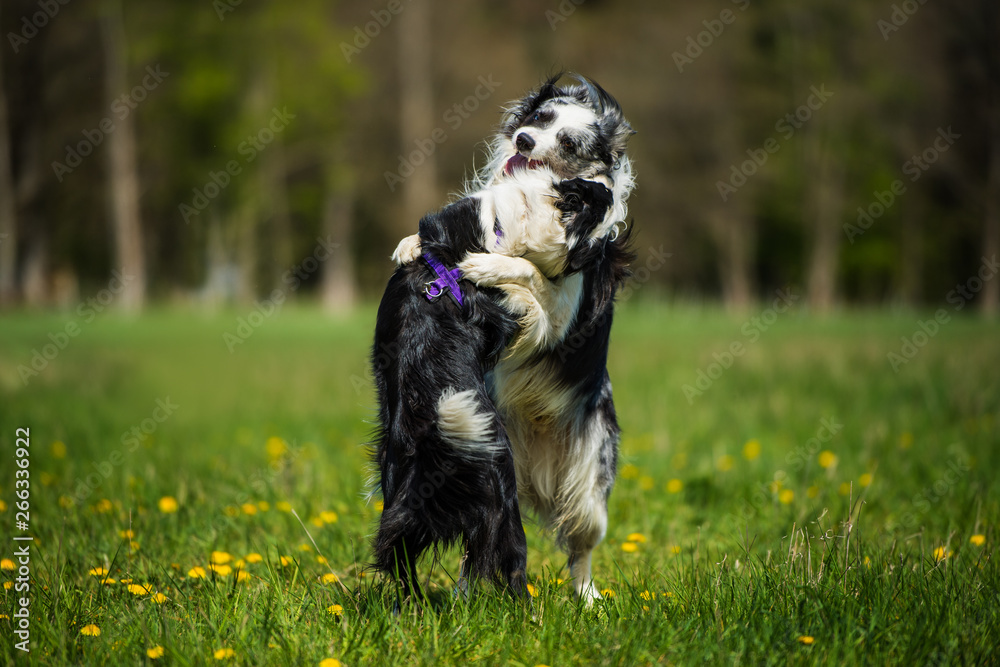 Playing border collie dogs in a spring meadow