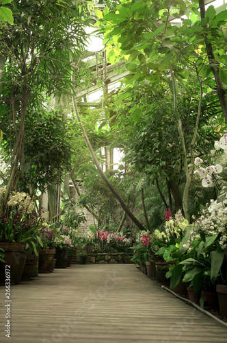 Boardwalk in orangery. Exotic plant collection. Winter garden. Moscow State University botanical garden (Aptekarskiy Ogorod), Moscow, Russia