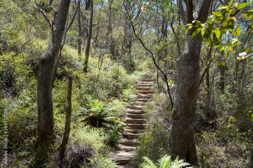 Fototapeta premium Hiking path with stairs in eucalyptus forest with ferns in under grow