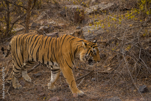 A royal bengal male tiger on stroll for scent marking in his territory. roaming in jungle crossing road. A side profile of tiger at ranthambore national park  rajasthan  india
