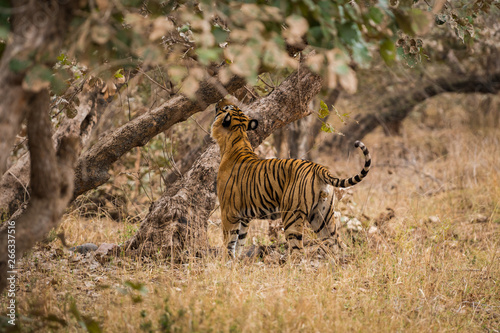 A royal bengal male tiger on stroll for scent marking in his territory. roaming in jungle crossing road. A side profile of tiger at ranthambore national park  rajasthan  india