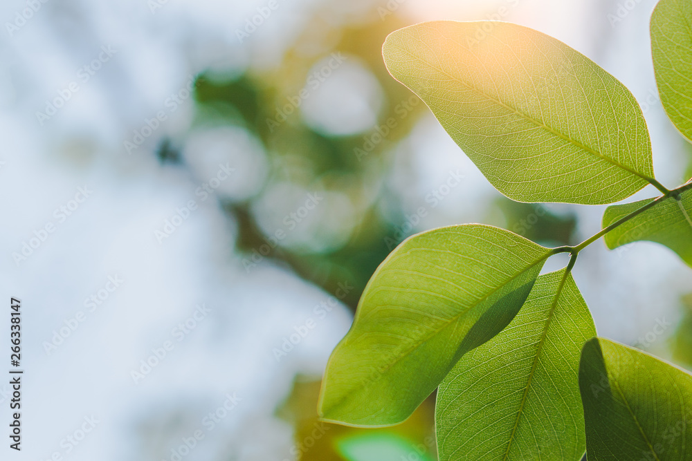 Green concept, branches and leaves of trees that are out of focus. Resulting in a beautiful bokeh and sunshine that shines through the leaves of the tree. Suitable to use as background image. Green concept, branches and leaves of trees that are out of focus. Resulting in a beautiful bokeh and sunshine that shines through the leaves of the tree. Suitable to use as background image.
