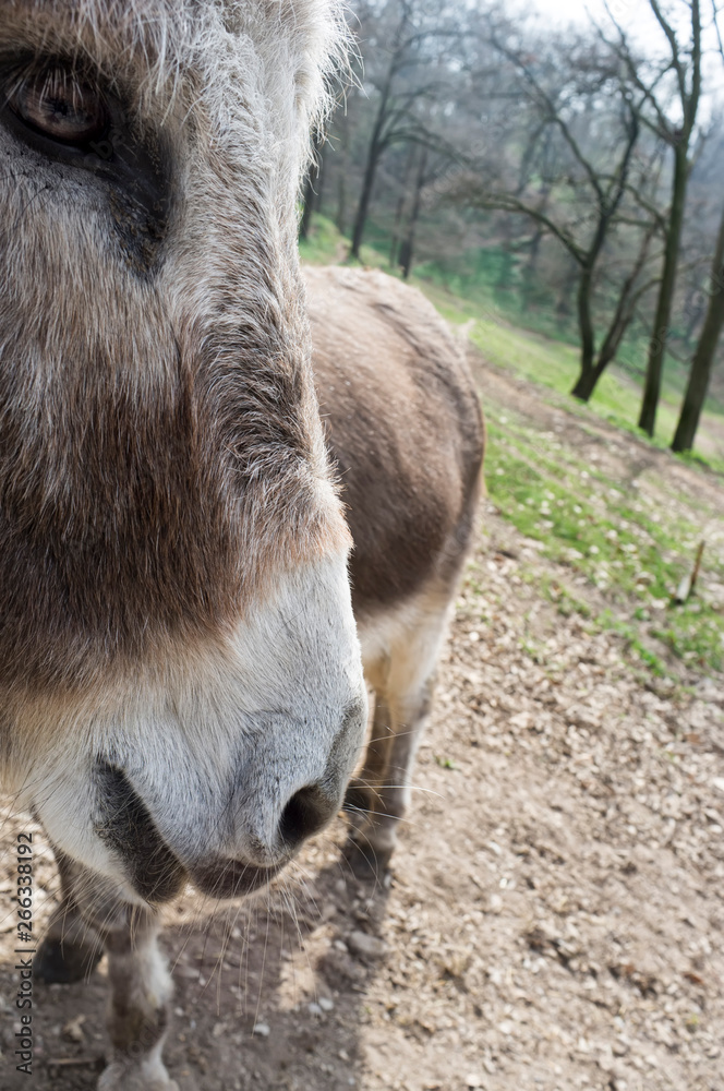 Fototapeta premium donkey closeup