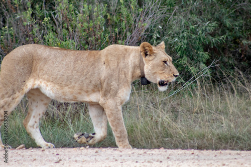 Beautiful  proud  slender female lion with gps localization collar walking free in south african private game reserve and safari