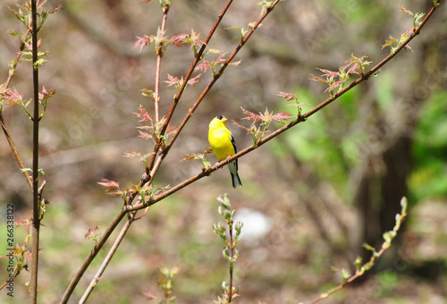 Canvas Print Bright Yellow American Gold Finch Sitting on a Spring Maple Tree Branch