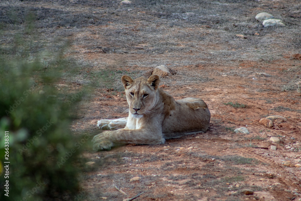 Fototapeta premium Beautiful female lion, free in african safari private game reserve, sitting and roaring