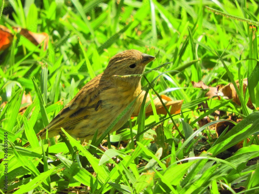 Beautiful yellow canary walking on the grass. Wildlife’s scenery. Animal’s scenery. Beautiful bird's scene in nature. Beautiful yellow canary walking on the grass. Wildlife’s scenery. Animal’s scenery. Beautiful bird's scene in nature.