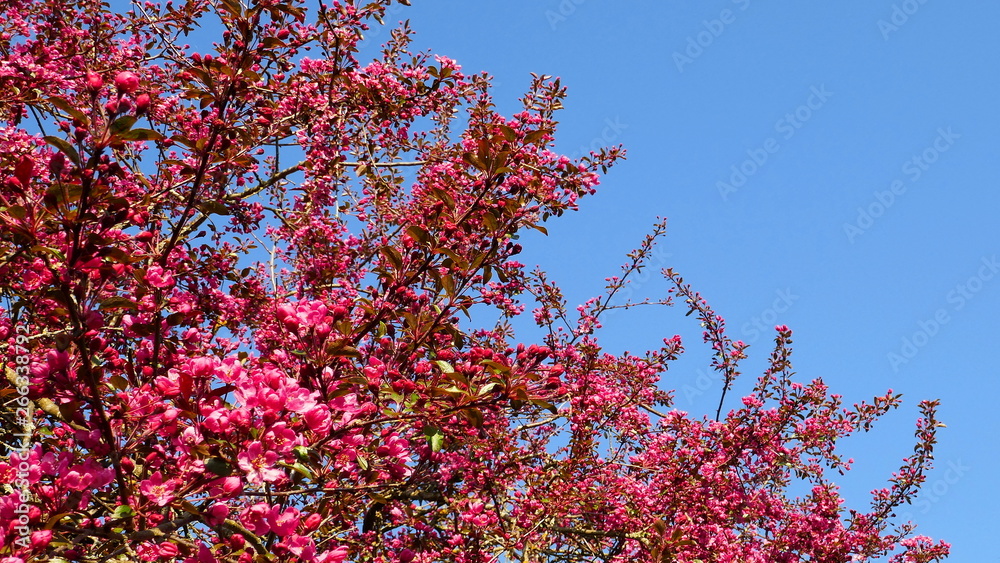rot blühende Blutpflaume vor blauem Himmel im Frühling rot blühende Blutpflaume vor blauem Himmel im Frühling