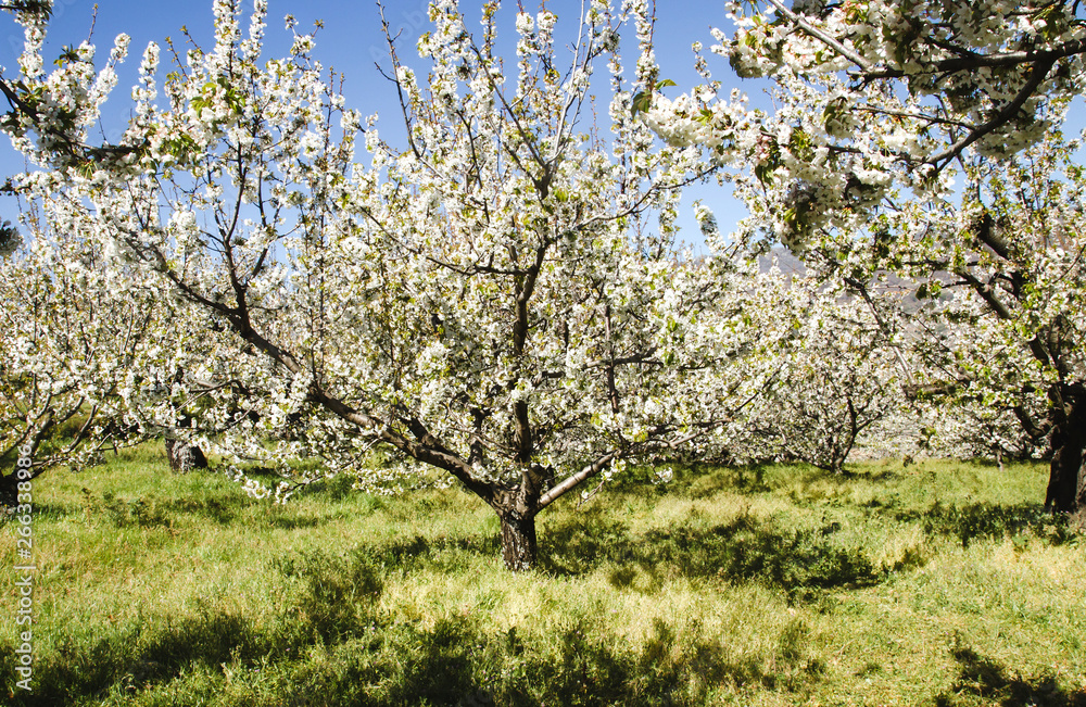 Cherry trees blossom in springtime Valle del Jerte, Extremadura, Spain Cherry trees blossom in springtime Valle del Jerte, Extremadura, Spain