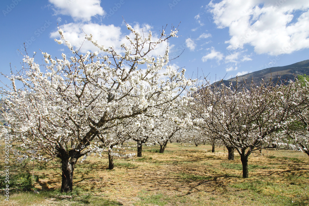 Springtime cherry trees cultivars in Valle del Jerte Springtime cherry trees cultivars in Valle del Jerte