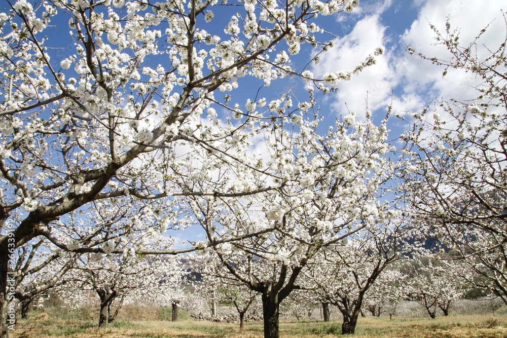 Springtime cherry blossom white flowers Springtime cherry blossom white flowers