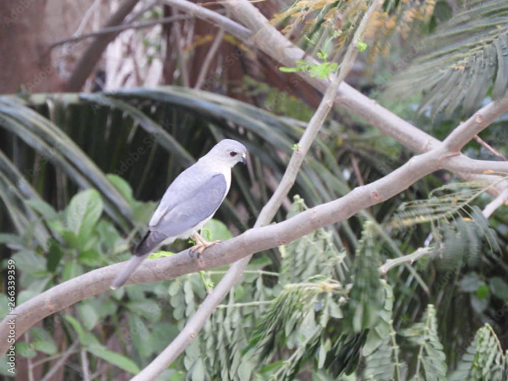 a bird (sayaca tanager)perched on branch of the tree a bird (sayaca tanager)perched on branch of the tree