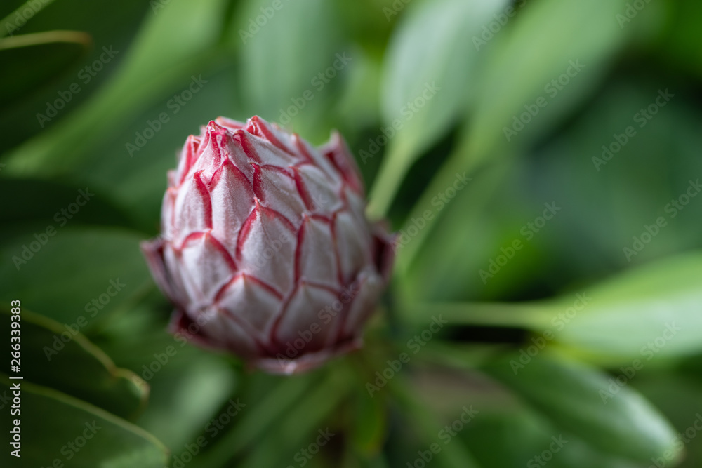 Obraz premium Protea cynaroides Flower