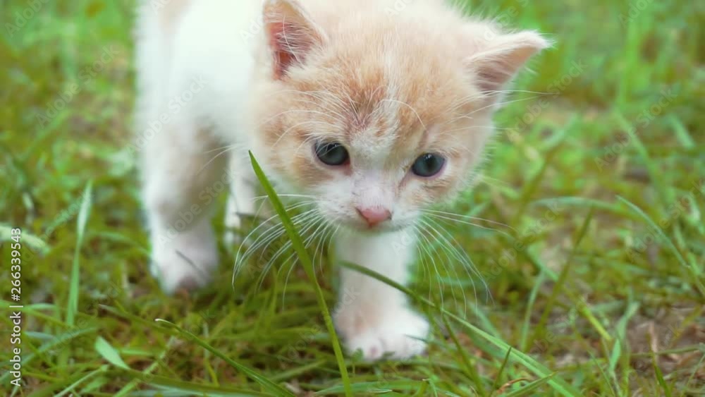 cute little funny fluffy kitten walking on the green lawn on a sunny summer day.comical home fluffy pet for a walk cute little funny fluffy kitten walking on the green lawn on a sunny summer day.comical home fluffy pet for a walk