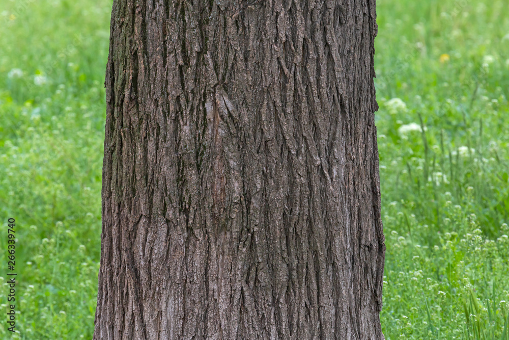 Fototapeta premium close up of acacia tree trunk