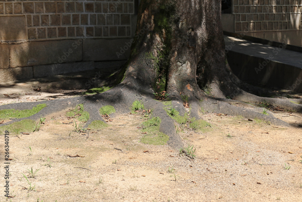 Obraz premium The basis of the trunk of an ancient tree with roots covered wit