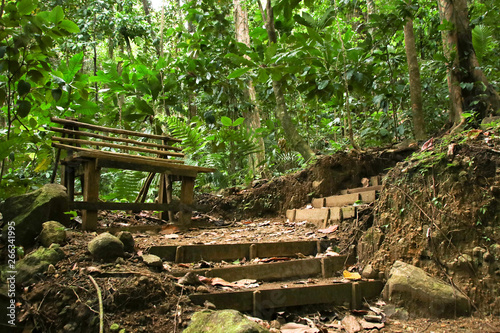 Hiking Trail in the rainforest of St. Lucia - Lesser Antilles