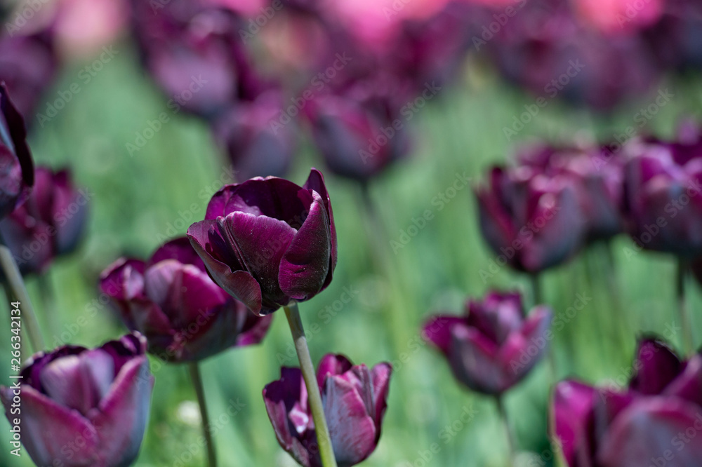 Tulips in garden in sunny day. Spring flowers. Gardening. Tulips in garden in sunny day. Spring flowers. Gardening.