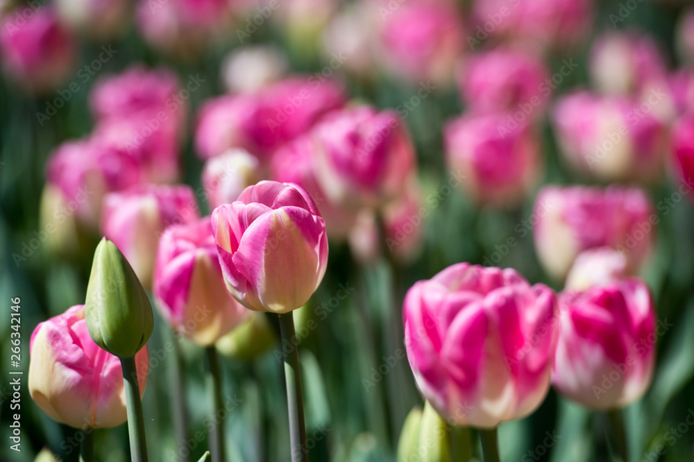 Tulips in garden in sunny day. Spring flowers. Gardening. Tulips in garden in sunny day. Spring flowers. Gardening.