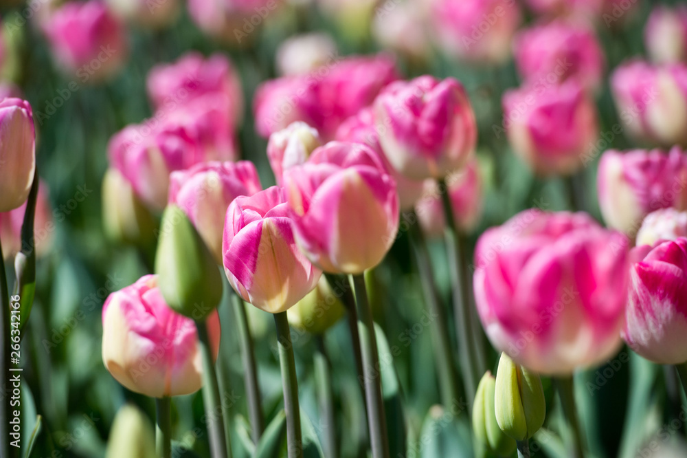 Tulips in garden in sunny day. Spring flowers. Gardening. Tulips in garden in sunny day. Spring flowers. Gardening.
