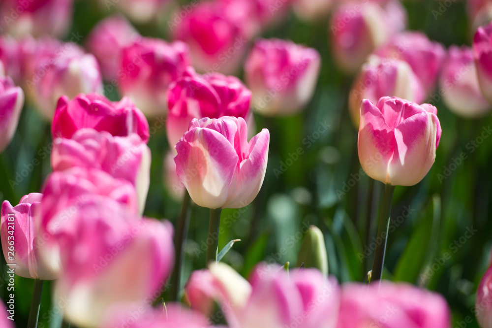 Tulips in garden in sunny day. Spring flowers. Gardening. Tulips in garden in sunny day. Spring flowers. Gardening.