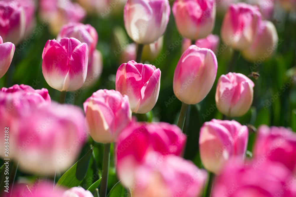 Tulips in garden in sunny day. Spring flowers. Gardening. Tulips in garden in sunny day. Spring flowers. Gardening.