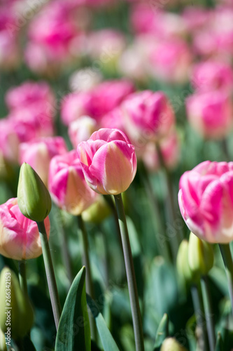 Tulips in garden in sunny day. Spring flowers. Gardening.