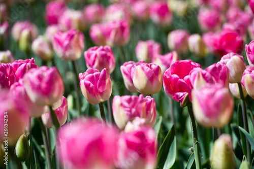 Tulips in garden in sunny day. Spring flowers. Gardening.