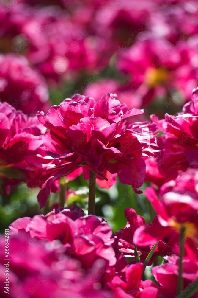 Tulips in garden in sunny day. Spring flowers. Gardening. Tulips in garden in sunny day. Spring flowers. Gardening.