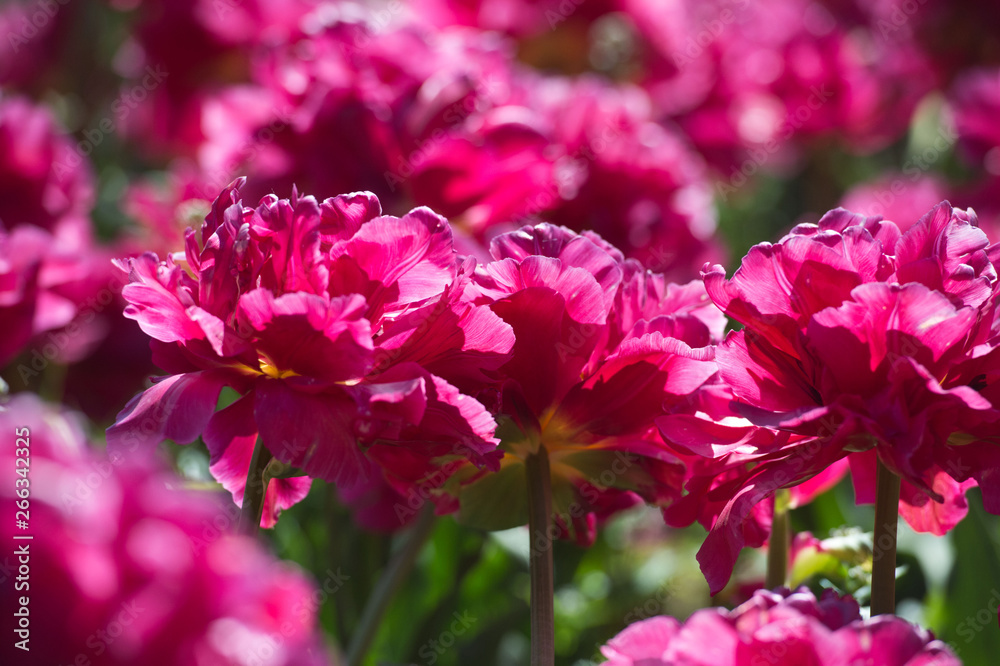 Tulips in garden in sunny day. Spring flowers. Gardening. Tulips in garden in sunny day. Spring flowers. Gardening.