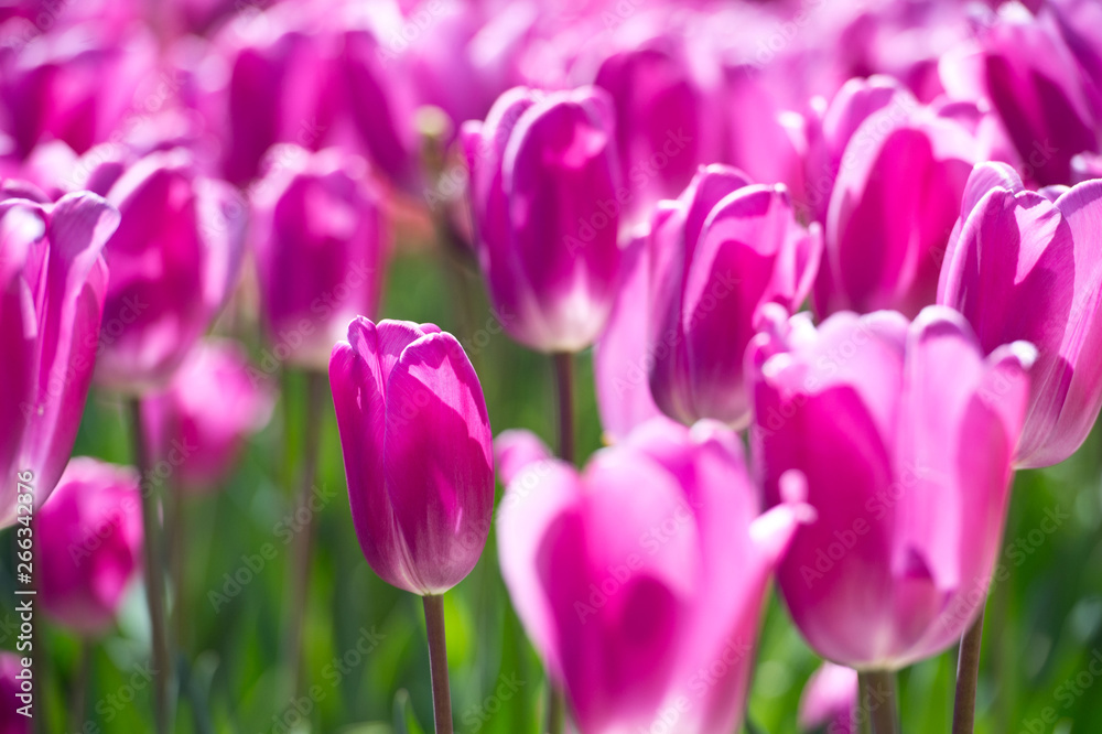 Obraz premium Tulips in garden in sunny day. Spring flowers. Gardening.