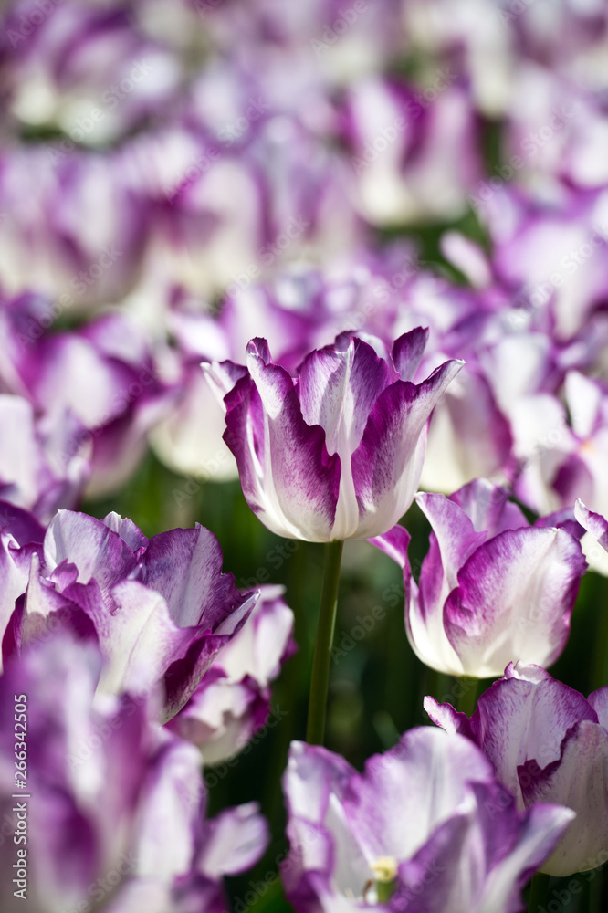 Tulips in garden in sunny day. Spring flowers. Gardening. Tulips in garden in sunny day. Spring flowers. Gardening.