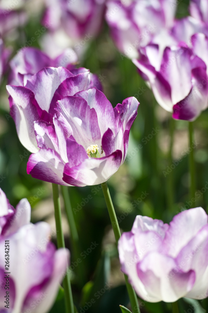 Tulips in garden in sunny day. Spring flowers. Gardening. Variety Affair.