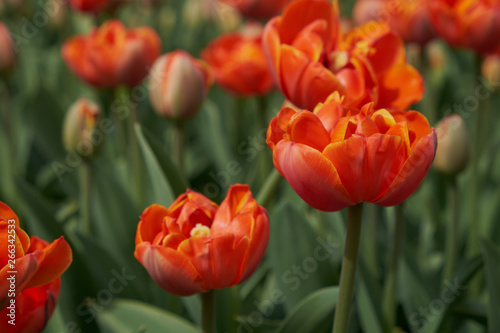 background summer flowers tulips red flower bed