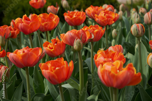 background summer flowers tulips red flower bed