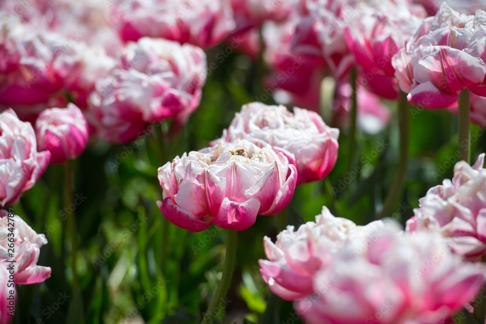 Tulips in garden in sunny day. Spring flowers. Gardening. Tulips in garden in sunny day. Spring flowers. Gardening.