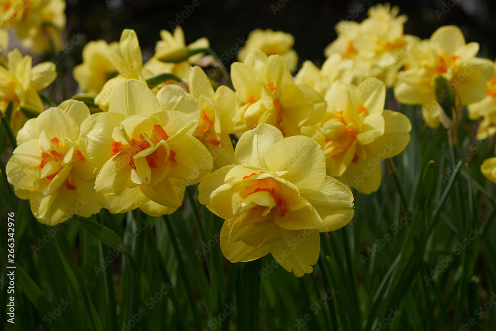 background summer flowers daffodils yellow flower bed background summer flowers daffodils yellow flower bed