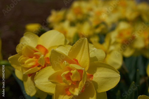 background summer flowers daffodils yellow flower bed