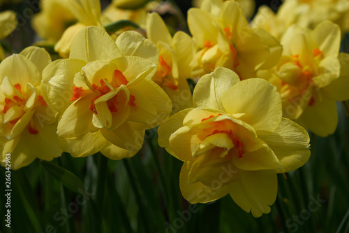 Fototapeta Naklejka Na Ścianę i Meble -  background summer flowers daffodils yellow flower bed