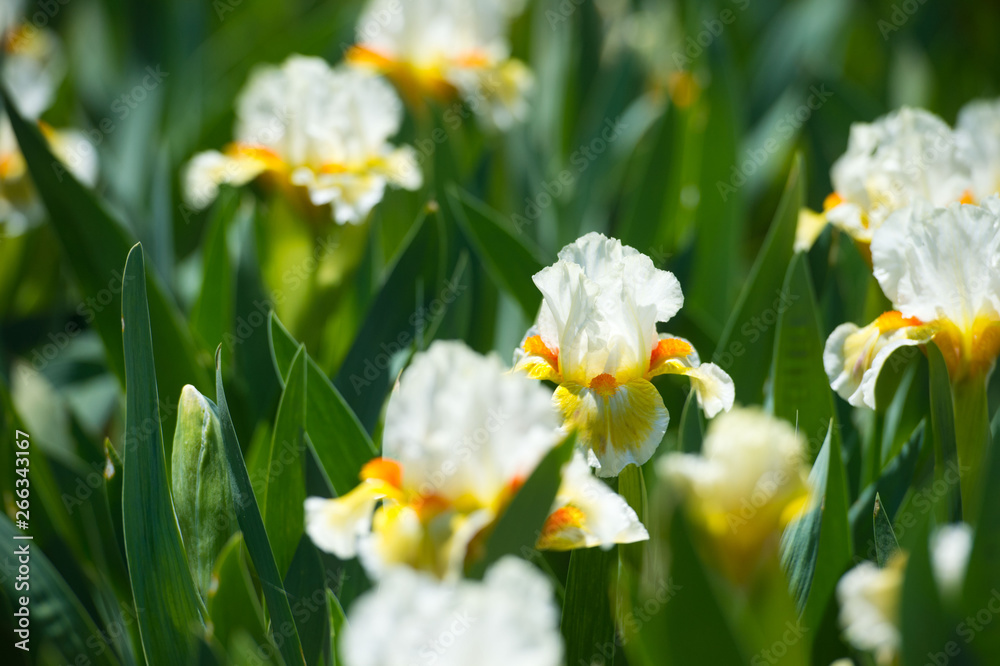 Colorful irises in the garden, perennial garden. Gardening. Bearded iris small. Colorful irises in the garden, perennial garden. Gardening. Bearded iris small.