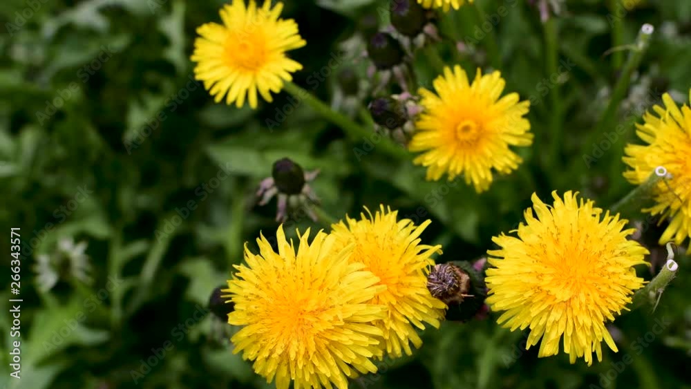Bright dandelion flower and wind in a spring garden Bright dandelion flower and wind in a spring garden