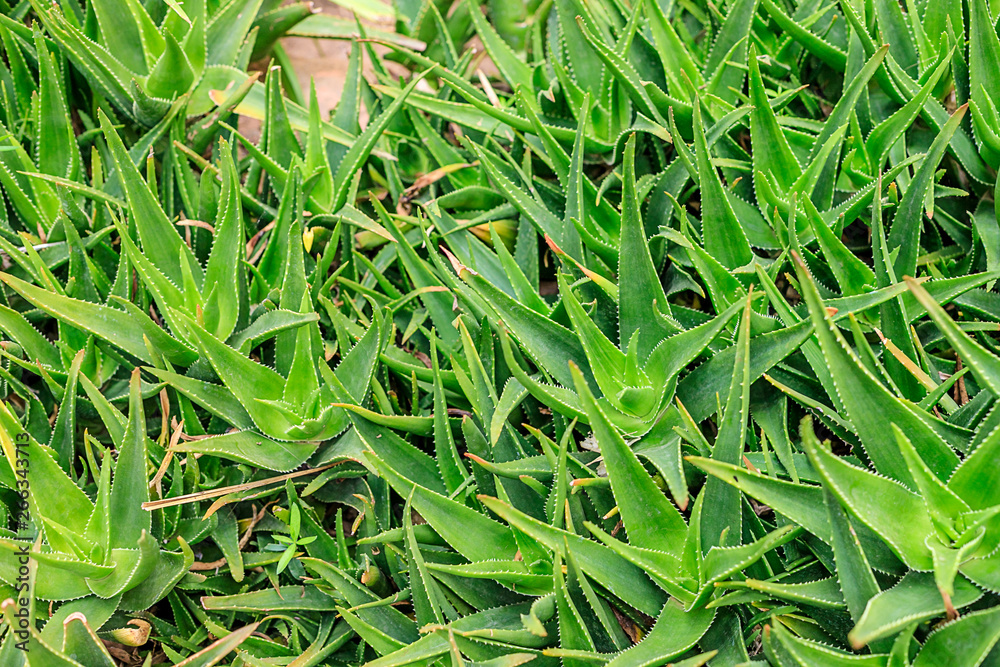 Fototapeta premium Plants in nature, in the natural environment. Cactus in the garden, park, under the open sky. Morocco