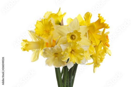 Fototapeta Naklejka Na Ścianę i Meble -  Spring bouquet of daffodils isolated on white background.
