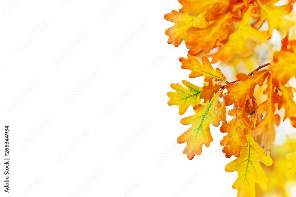 Fototapeta premium Yellow oak leaves on white background isolated close up, autumn golden foliage decorative border, fall oak tree branch frame, back to school banner concept, autumnal corner design element, copy space