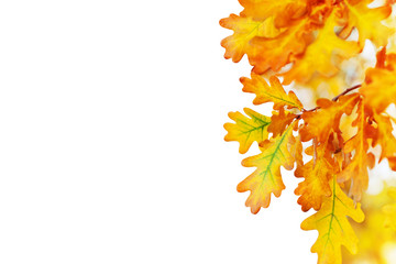 Yellow oak leaves on white background isolated close up, autumn golden foliage decorative border, fall oak tree branch frame, back to school banner concept, autumnal corner design element, copy space